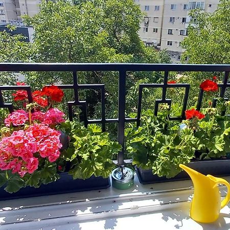 33 Coquette Apartment Baia Mare Bagian luar foto