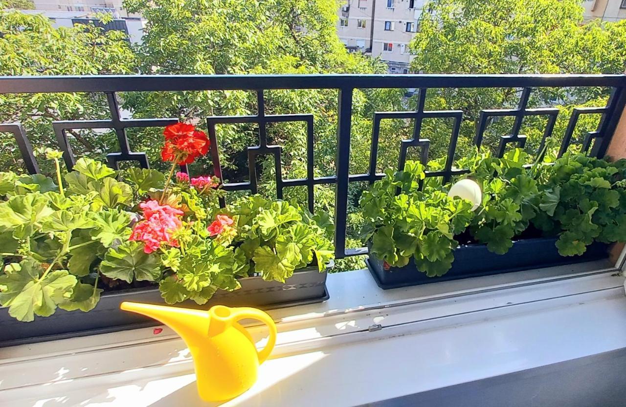 33 Coquette Apartment Baia Mare Bagian luar foto